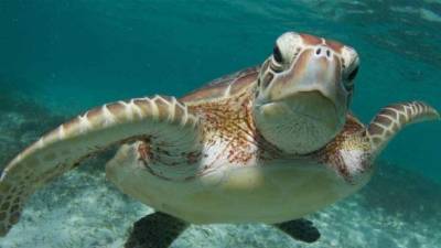Gracias a una conexión por radiofrecuencia varias tortugas podrían cubrir un amplio espectro de superficie marina.