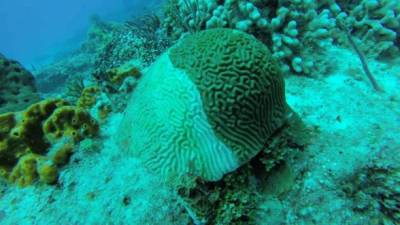 El síndrome blanco fue detectado por primera vez en julio de 2018 en el Parque Nacional Arrecifes de Puerto Morelos.