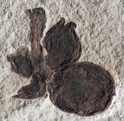 Robles y hayas fósiles cuentan historia familiar en la Patagonia