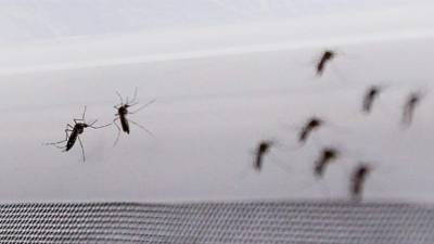 Fotografía de mosquito Aedes aegypti, transmisor del virus del Zika. EFE/Archivo