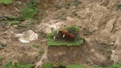 Las tres vacas fueron rescatadas dos días después del terremoto.