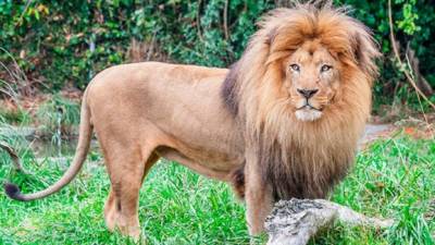 Un león devoró a su amo dentro de su vivienda.