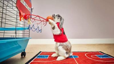 Bini muestra su habilidad en el baloncesto. Foto: Facebook @binithebunny