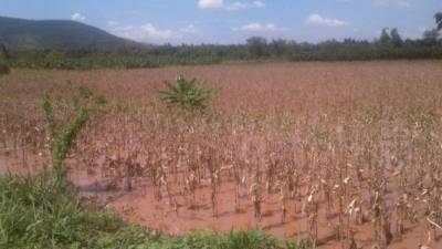 Varias comunidades del Valle de Sula que se encuentran a la orilla del río Ulúa son golpeadas por las filtraciones de agua, dejando pérdidas materiales y varias manzanas de maíz y palma africana destruidas.