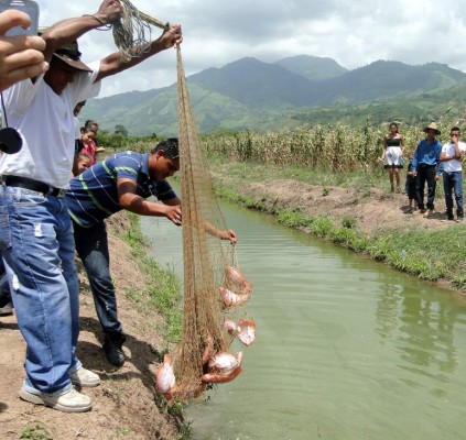 Campesinos de Honduras diversifican producción con la tilapia
