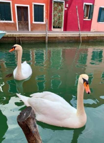 'Este aspecto presentan ahora los canales de Venecia. Al no haber tráfico por el COVIDー19 , se han sedimentado los lodos en el fondo y el agua luce cristalina y llena de peces', indicó otro usuario en redes sociales.