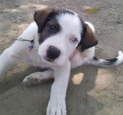 Día Internacional del perro: Cibernautas comparten fotografías de sus mascotas