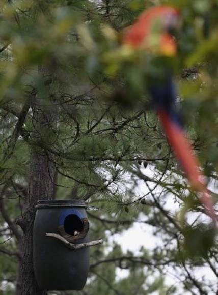 Según la lista roja de la ONG Unión Internacional para la Conservación de La Naturaleza, el Ara macao -nombre científico de la guacamaya roja- es una especie amenazada pero 'bajo preocupación menor'. Habitan en Centroamérica y Sudamérica.