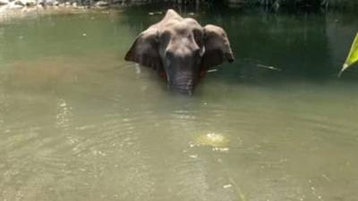 Más de 2,000 personas han muerto en ataques de elefante en la India./Twitter.