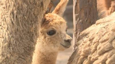 Paquita', la alpaca andina bebé.