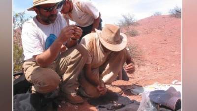 Hasta ahora se han hallado restos fósiles de 10 especies de este temible depredador en la Patagonia. (EFE)