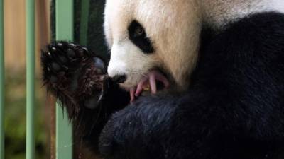 En la imagen, Huan Huan, la hembra panda, con una de las crías.
