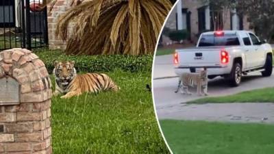 Un hombre se asustó al ver al tigre, por lo que sacó un arma por si el felino lo atacaba.