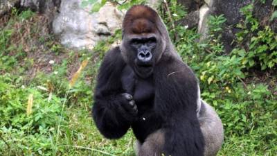 Un gorila macho en el zoo de Taipei (Taiwán).