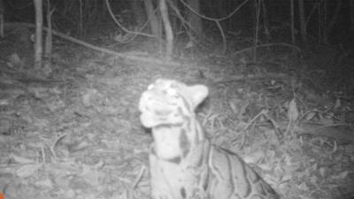 Imágenes cedidas por el Departamento de Parques Naturales de Tailandia.