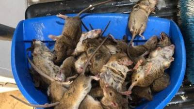 Así se ve la plaga de ratones que invade Australia sin tregua.