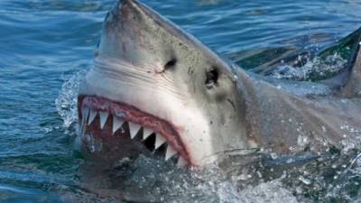 Los ataques de tiburones son muy frecuentes en Australia.