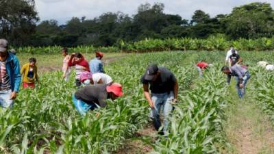 El financiamiento se realizó a través de la operación 'Rescate agrícola' en medio de la crisis económica por la pandemia.