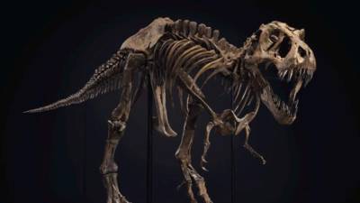 Stan, un esqueleto de Tiranosaurio rex de casi cuatro metros de alto.