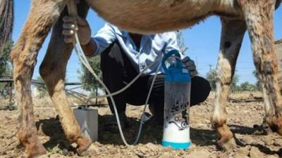 Un hombre ordeña una burra en una granja en Madaba, cerca de Amán.