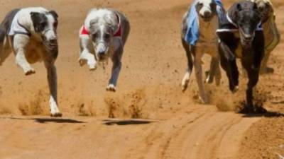 El Comité de Control recibió las pruebas realizadas y ellos son los que tomarán una decisión final sobre el galgo dopado.