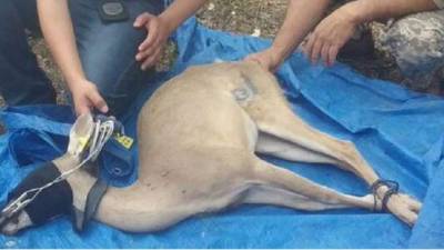 El venado cola blanca, símbolo nacional, es un animal que se halla en peligro de extinción.