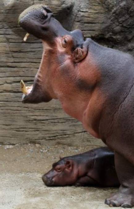 Los hipopótamos son una especie con piel gruesa, además de que tienen párpados transparentes y pueden cerrar sus fosas nasales y sus oídos para sumergirse hasta por 20 minutos sin salir a respirar.