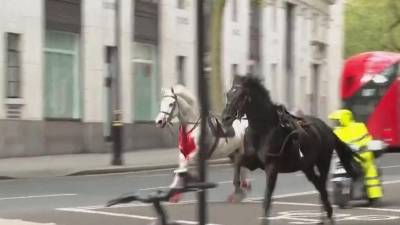 Los caballos fueron recuperados por el ejército.