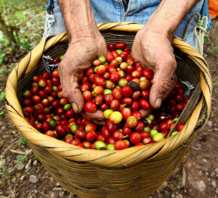 Un aromático recorrido por el proceso del café