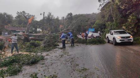 Funcionarios de vialidad y transporte remueven un árbol que cayó en la carretera entre Gracias y Santa Rosa de Copán debido a las incesantes lluvias que se registran en el occidente de Honduras.