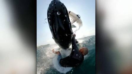 Video: Ballena cae sobre surfista y lo hunde en el océano