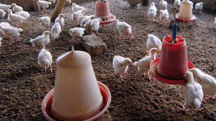 El Salvador no registra casos hasta el momento de gripe aviar.