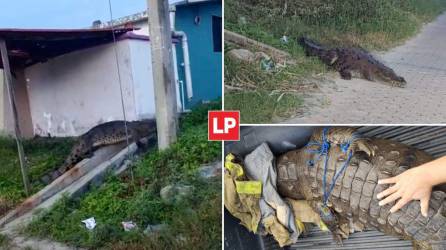 Tremendo susto se llevaron algunos habitantes de Choloma, Cortés, al ver un tremendo cocodrilo que se paseaba cerca de sus casas.