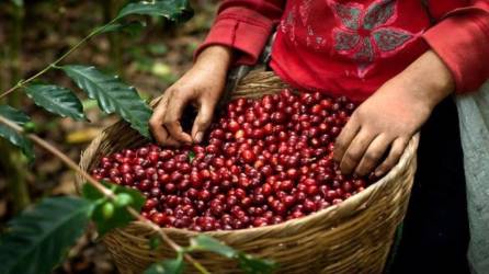 Hondureña recolectando granos de café o poniéndolos en una canasta.