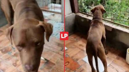 El cachorro tiene apenas seis meses de edad, según su antiguo dueño.