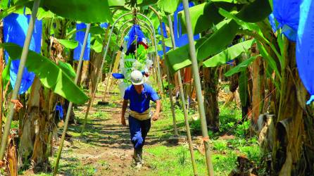 El banano genera más empleos que la palma aceitera y caña de azúcar.