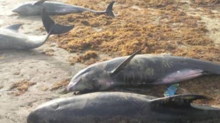 Al menos tres mil delfines han muerto en el mar Negro en relación con la guerra en Ucrania.