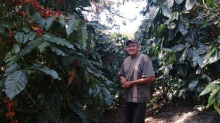 Productores como Fabio Vásquez han recibido capacitación y herramientas para mejorar sus cultivos de café en el suroccidente de Honduras. Fotos cortesía: SNV Centroamérica.