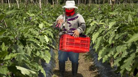 Un productor cosechando berenjenas en una granja en Honduras, uno de los vegetales que se beneficiarán por la ubicación de la nueva terminal de carga del Aeropuerto Internacional de Palmerola.