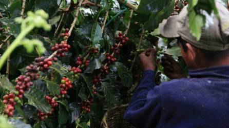 En Honduras hay más de 400,000 manzanas de café que producen unos 5.3 millones de quintales en la presente cosecha.