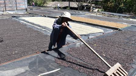 Un hombre realiza el proceso de secado de un lote de café orgánico para exportación en la procesadora 18 Conejo. Foto: Héctor Edú y cortesía.