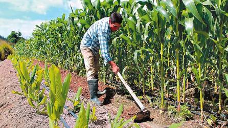 <b>Si continúan las importaciones masivas de maíz amarillo, la producción nacional de maíz blanco desaparecerá.</b>