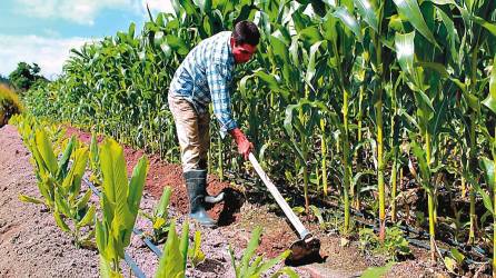 Entre 2022 y 2023 los préstamos para producción con fondos del Banhprovi pasaron de 1,761 a 3,762 millones de lempiras, un crecimiento interanual de L2,001 millones.