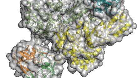 Los científicos ya sabían que la citada proteína se divide en tres enzimas -la proteasa, la transcriptasa inversa y la integrasa- que trabajan juntas para ensamblar la forma madura -infecciosa- del virus.