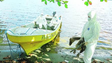 En Puerto Cortés se han encontrado 26 pelícanos muertos debido a la enfermedad.