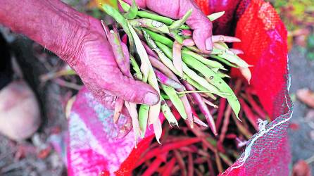 El Cohep ha pedido al Gobierno subsidiar los fertilizantes para potenciar la producción. EFE