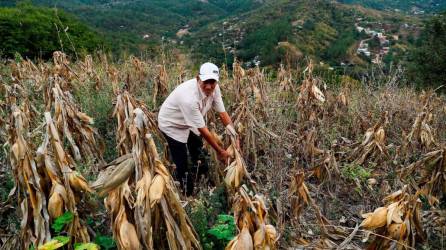 Los agricultores piden a la Secretaría de Agricultura y Ganadería que les ofrezca precios de garantía a los productores de maíz y frijoles.