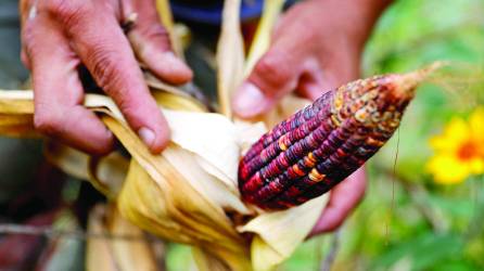 Factores que disparan el valor: baja producción, alza en los precios de insumos y combustibles.