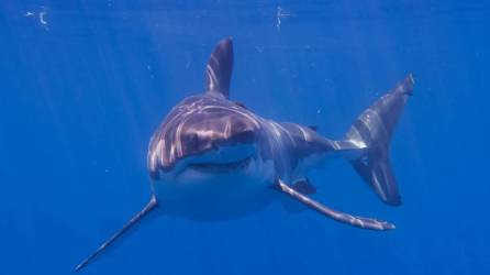 Más de 100 de las más de 370 especies de tiburones del mundo viven en aguas de Australia.