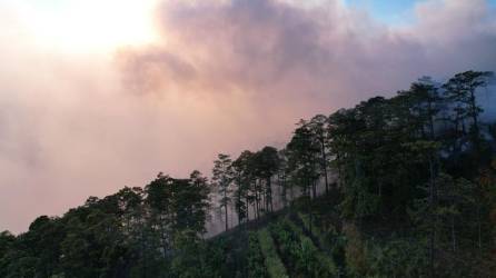 Manos criminales habrían provocado un pavoroso incendio forestal que esta arrasando desde ayer miércoles con el bosque y la vida silvestre en el Parque Nacional Montaña Celaque.